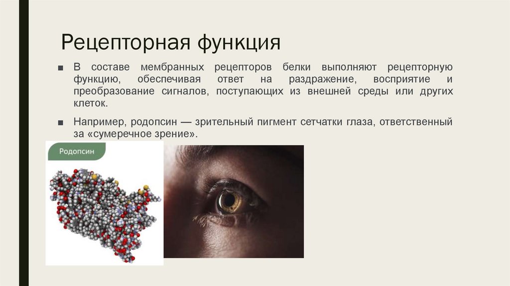 Рецепторная функция