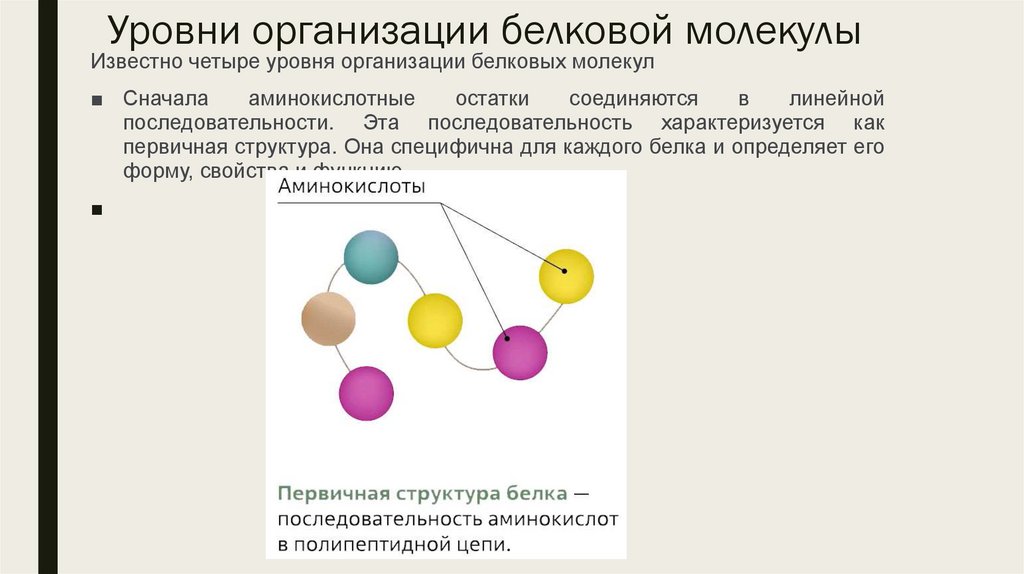 Уровни организации белковой молекулы
