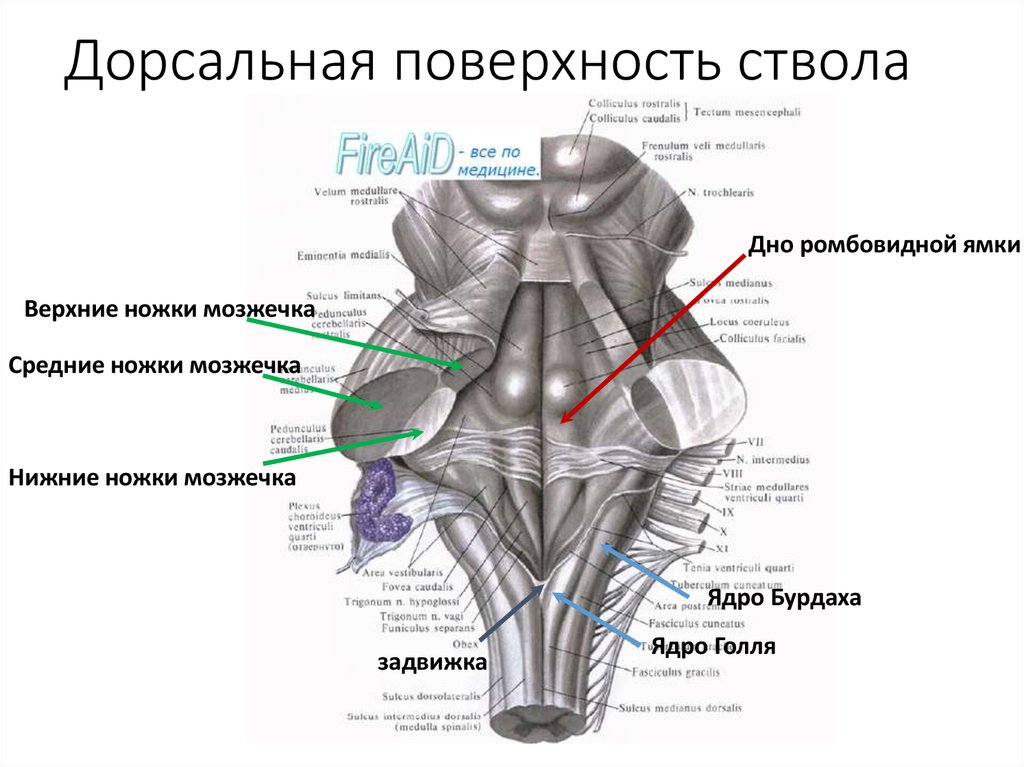 Дорсальная поверхность ствола