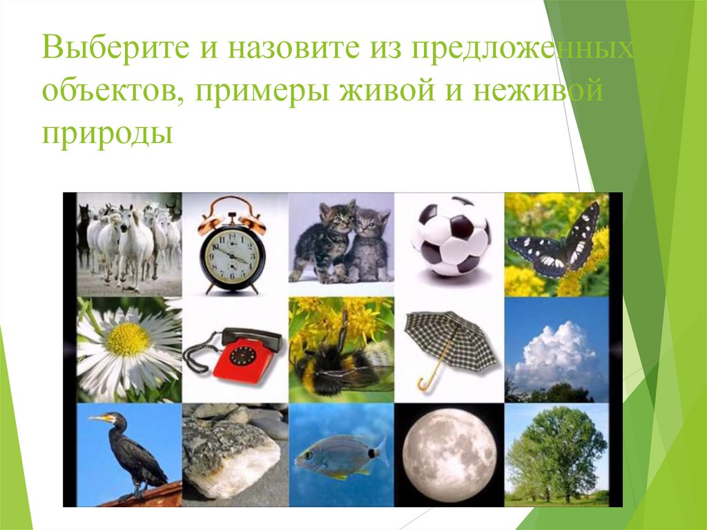Выберите и назовите из предложенных объектов, примеры живой и неживой природы