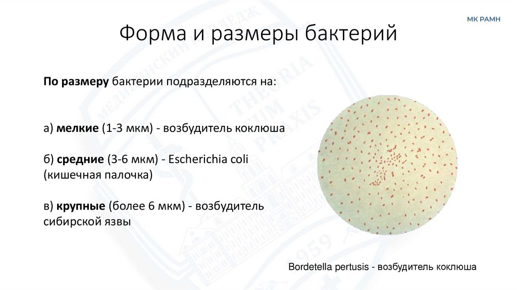 Форма и размеры бактерий