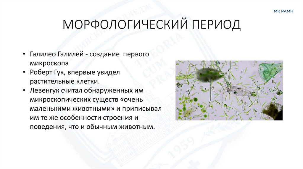 МОРФОЛОГИЧЕСКИЙ ПЕРИОД