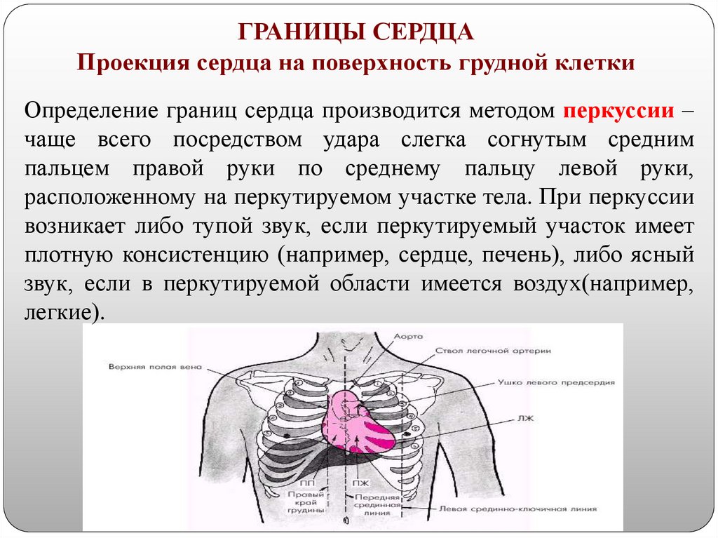 ГРАНИЦЫ СЕРДЦА Проекция сердца на поверхность грудной клетки