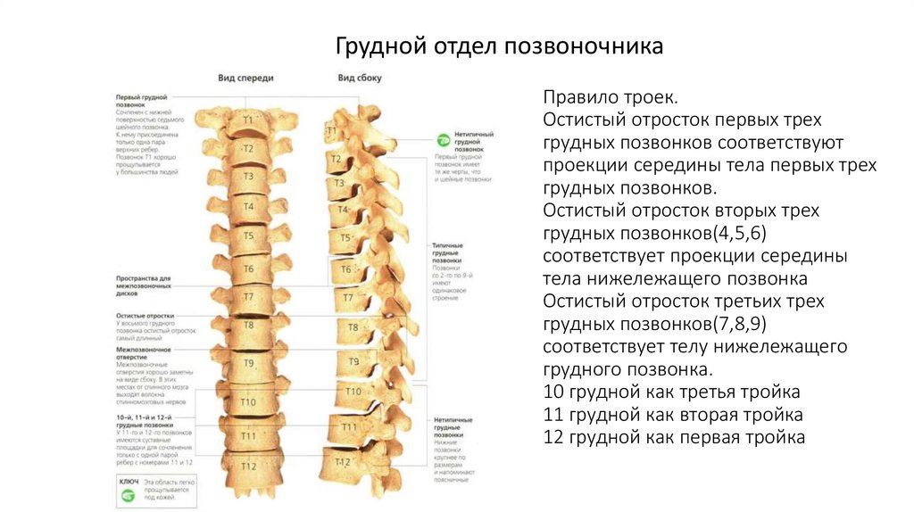 Правило троек. Остистый отросток первых трех грудных позвонков соответствуют проекции середины тела первых трех грудных