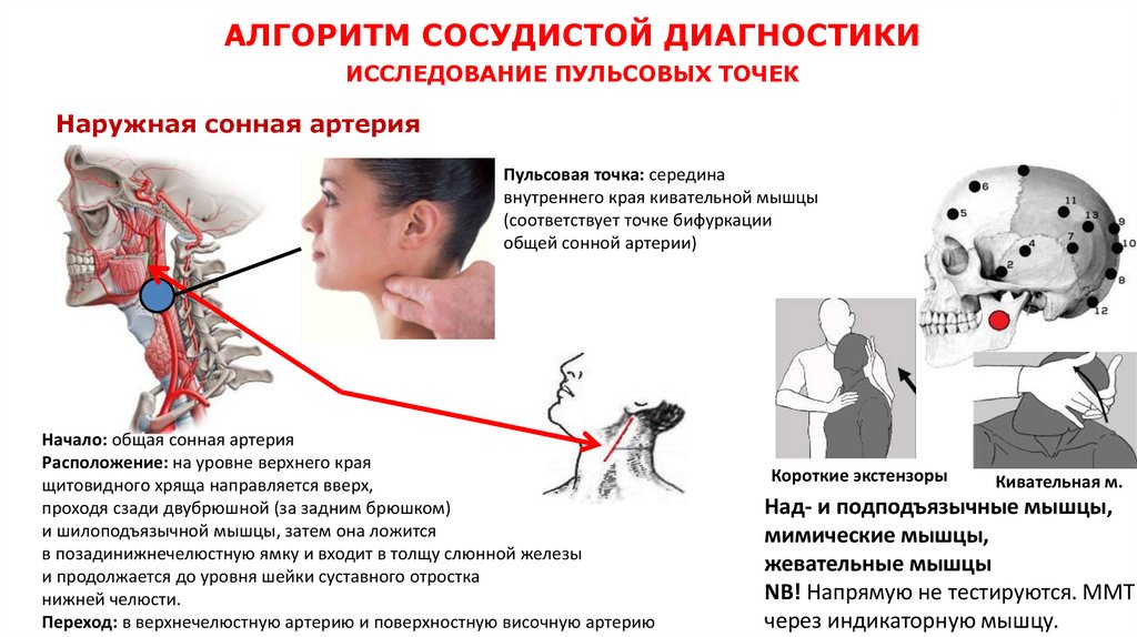 АЛГОРИТМ СОСУДИСТОЙ ДИАГНОСТИКИ ИССЛЕДОВАНИЕ ПУЛЬСОВЫХ ТОЧЕК
