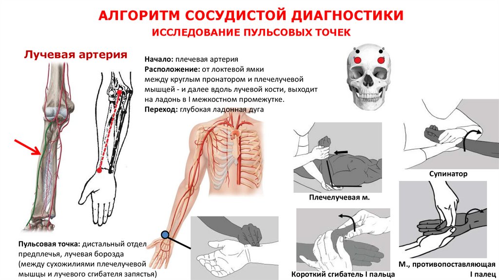 АЛГОРИТМ СОСУДИСТОЙ ДИАГНОСТИКИ ИССЛЕДОВАНИЕ ПУЛЬСОВЫХ ТОЧЕК