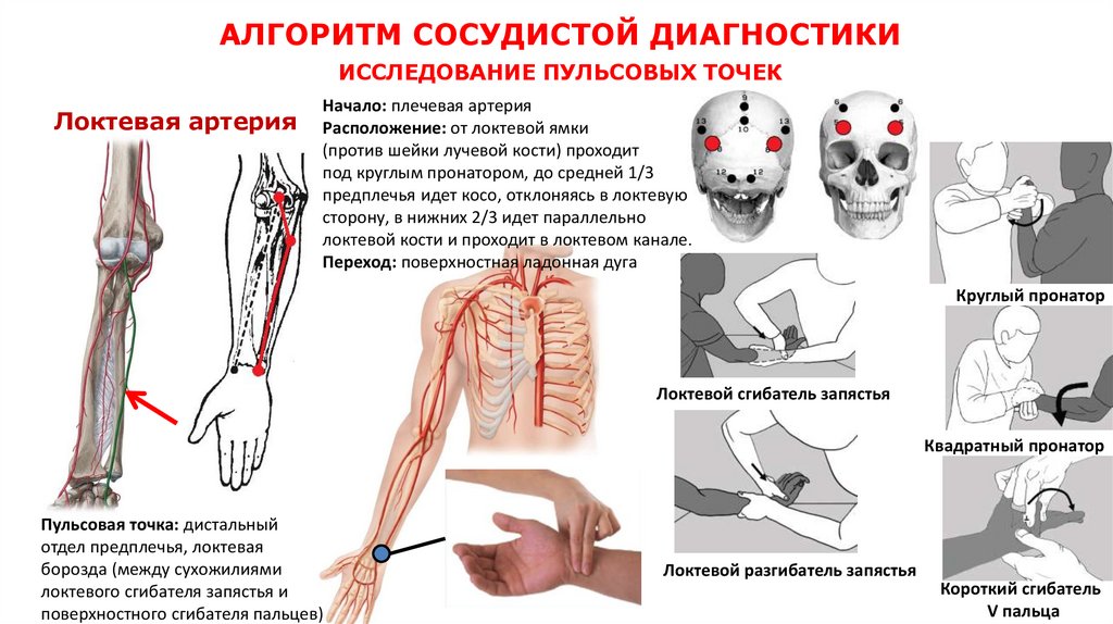 АЛГОРИТМ СОСУДИСТОЙ ДИАГНОСТИКИ ИССЛЕДОВАНИЕ ПУЛЬСОВЫХ ТОЧЕК