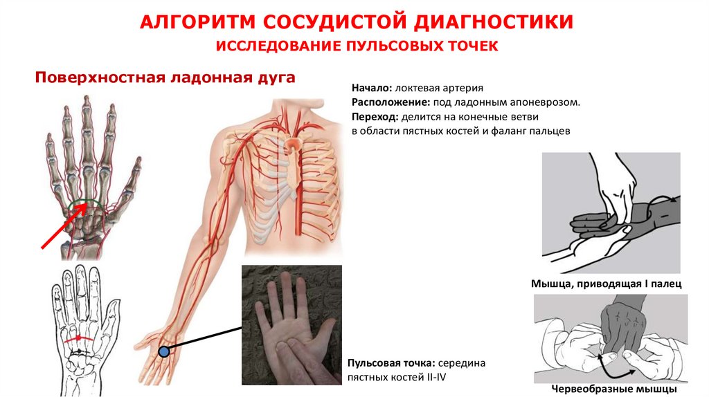 АЛГОРИТМ СОСУДИСТОЙ ДИАГНОСТИКИ ИССЛЕДОВАНИЕ ПУЛЬСОВЫХ ТОЧЕК