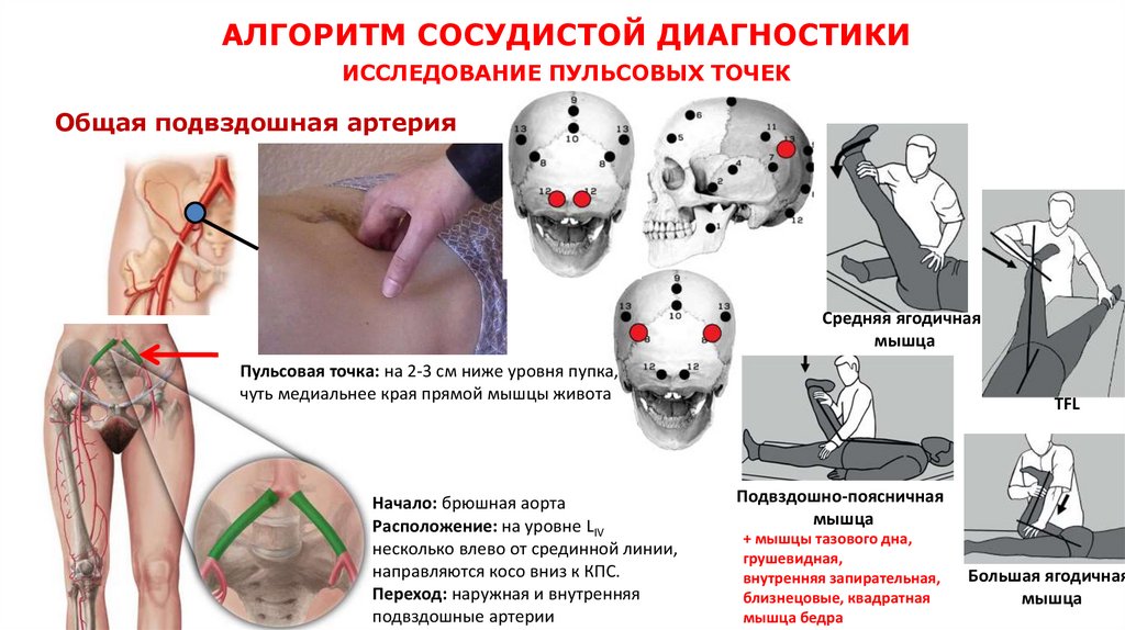 АЛГОРИТМ СОСУДИСТОЙ ДИАГНОСТИКИ ИССЛЕДОВАНИЕ ПУЛЬСОВЫХ ТОЧЕК