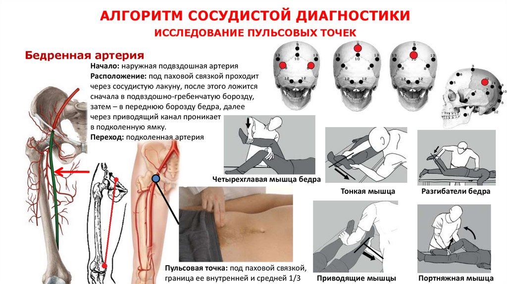 АЛГОРИТМ СОСУДИСТОЙ ДИАГНОСТИКИ ИССЛЕДОВАНИЕ ПУЛЬСОВЫХ ТОЧЕК