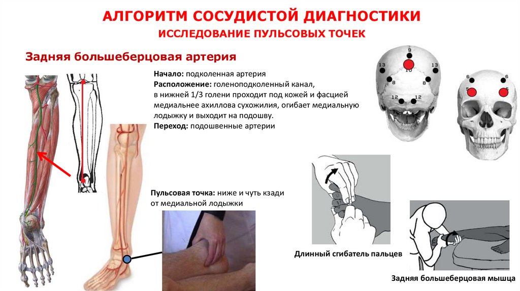 АЛГОРИТМ СОСУДИСТОЙ ДИАГНОСТИКИ ИССЛЕДОВАНИЕ ПУЛЬСОВЫХ ТОЧЕК