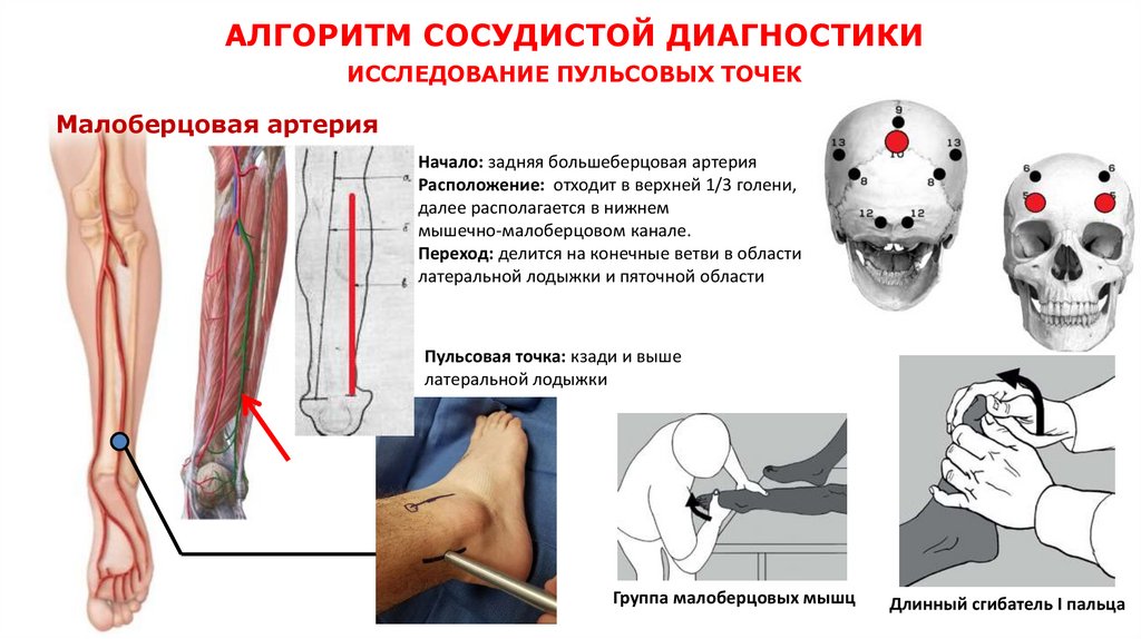 АЛГОРИТМ СОСУДИСТОЙ ДИАГНОСТИКИ ИССЛЕДОВАНИЕ ПУЛЬСОВЫХ ТОЧЕК