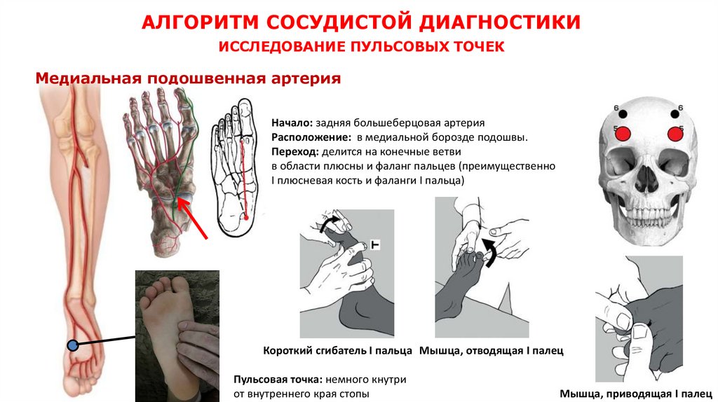 АЛГОРИТМ СОСУДИСТОЙ ДИАГНОСТИКИ ИССЛЕДОВАНИЕ ПУЛЬСОВЫХ ТОЧЕК