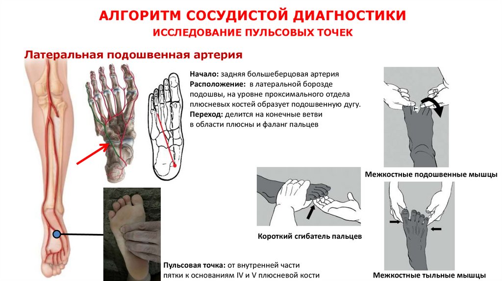 АЛГОРИТМ СОСУДИСТОЙ ДИАГНОСТИКИ ИССЛЕДОВАНИЕ ПУЛЬСОВЫХ ТОЧЕК