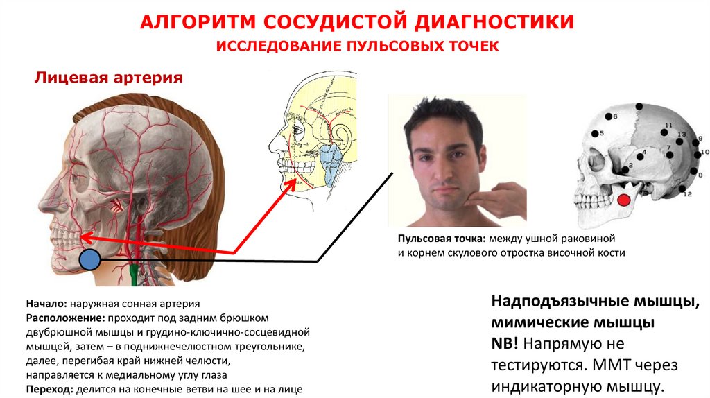 АЛГОРИТМ СОСУДИСТОЙ ДИАГНОСТИКИ ИССЛЕДОВАНИЕ ПУЛЬСОВЫХ ТОЧЕК