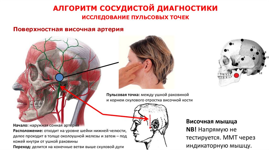 АЛГОРИТМ СОСУДИСТОЙ ДИАГНОСТИКИ ИССЛЕДОВАНИЕ ПУЛЬСОВЫХ ТОЧЕК