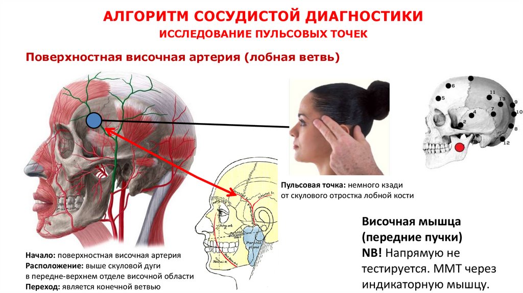 АЛГОРИТМ СОСУДИСТОЙ ДИАГНОСТИКИ ИССЛЕДОВАНИЕ ПУЛЬСОВЫХ ТОЧЕК