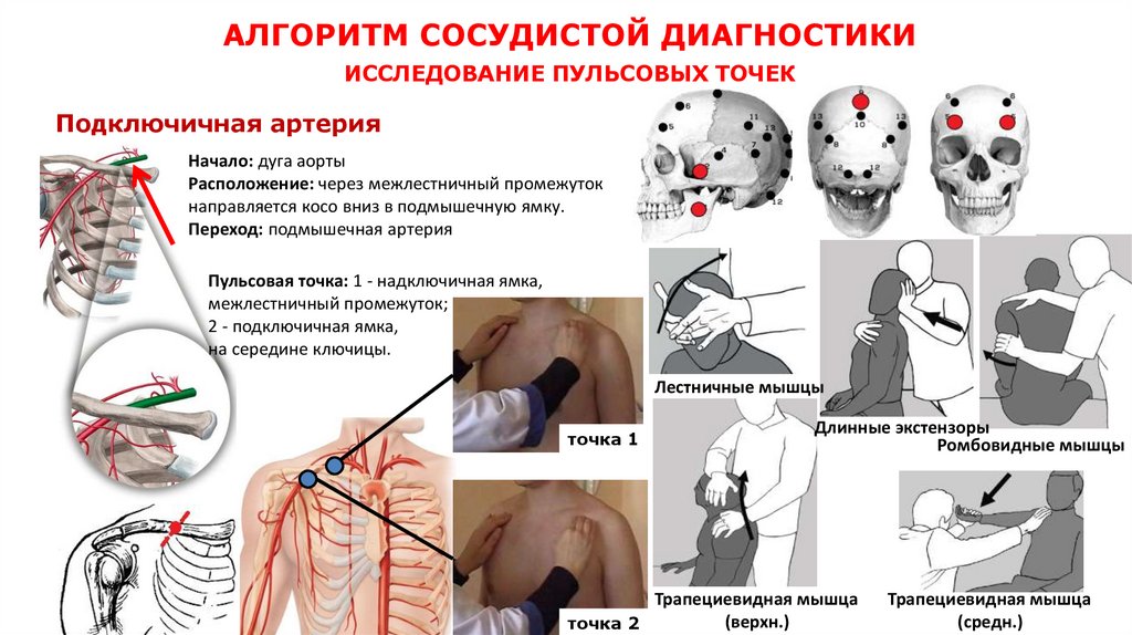 АЛГОРИТМ СОСУДИСТОЙ ДИАГНОСТИКИ ИССЛЕДОВАНИЕ ПУЛЬСОВЫХ ТОЧЕК