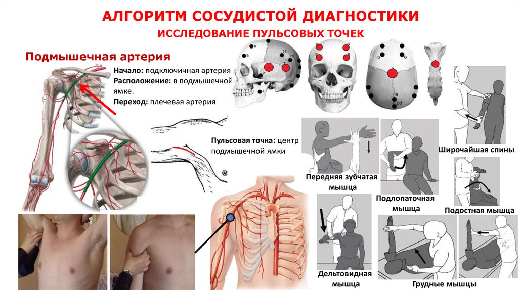 АЛГОРИТМ СОСУДИСТОЙ ДИАГНОСТИКИ ИССЛЕДОВАНИЕ ПУЛЬСОВЫХ ТОЧЕК