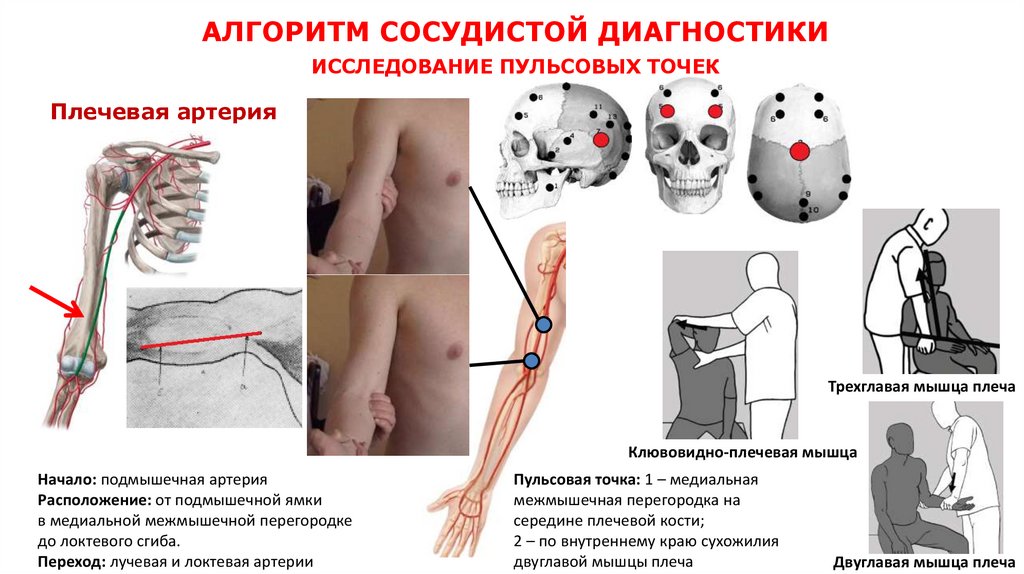 АЛГОРИТМ СОСУДИСТОЙ ДИАГНОСТИКИ ИССЛЕДОВАНИЕ ПУЛЬСОВЫХ ТОЧЕК