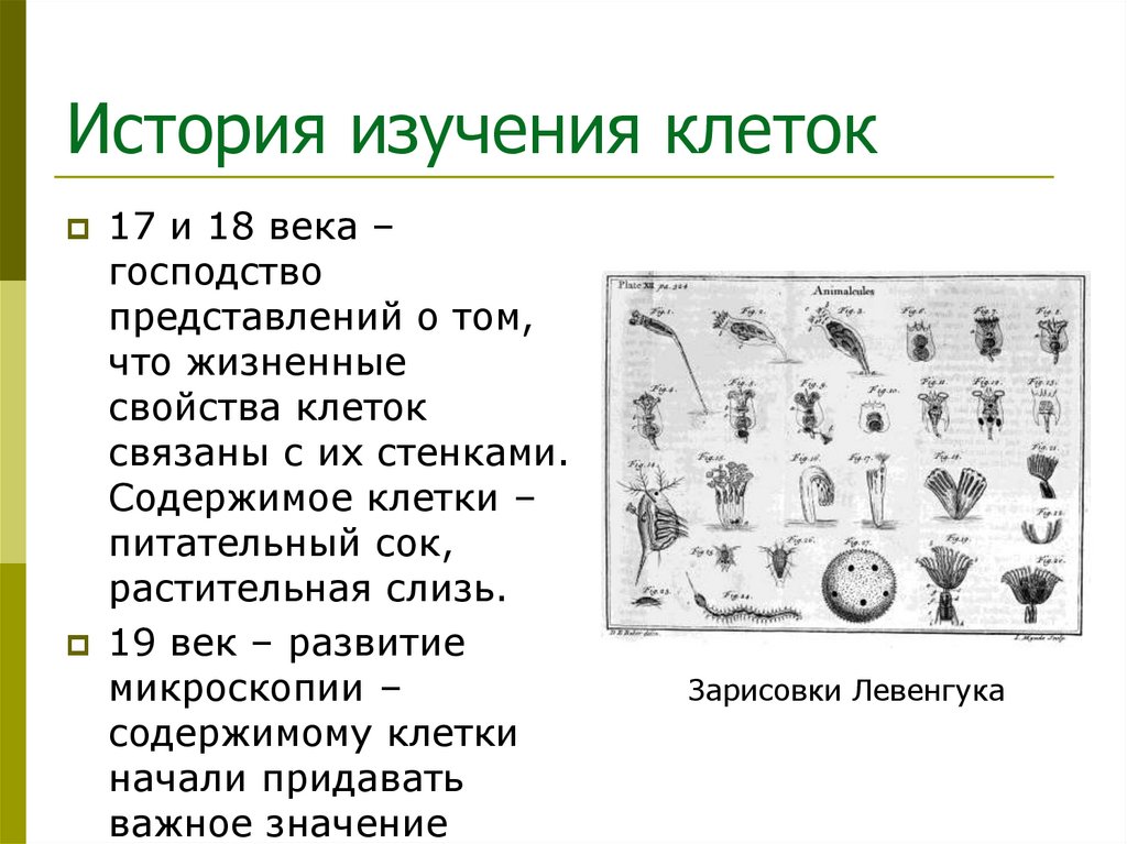 История изучения клеток