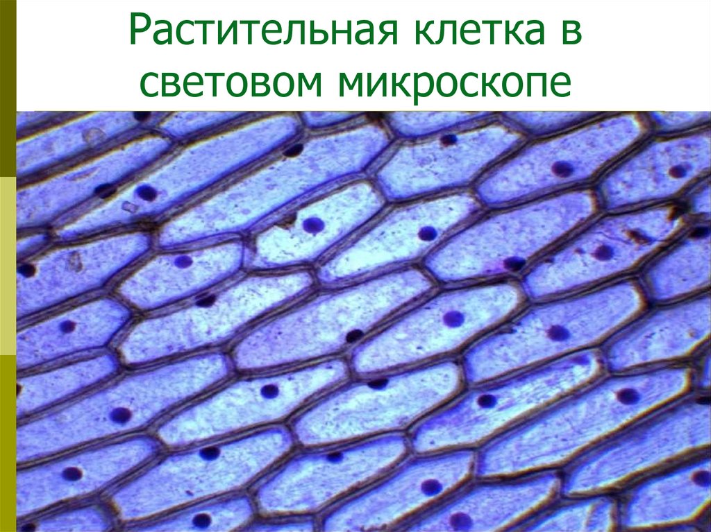 Растительная клетка в световом микроскопе