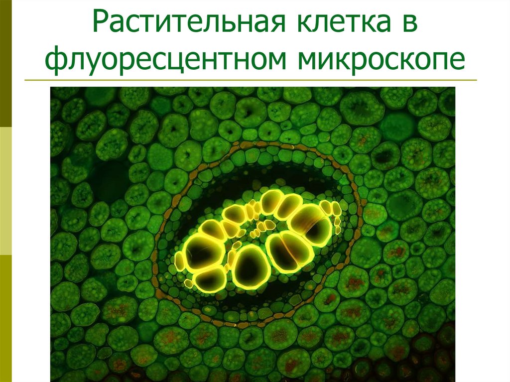 Растительная клетка в флуоресцентном микроскопе