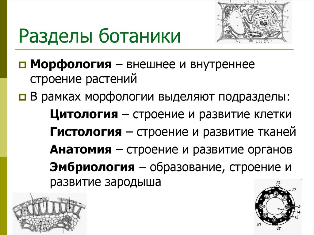 Разделы ботаники