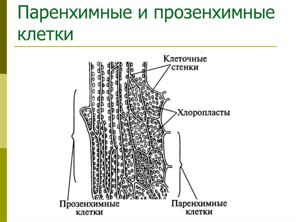 Паренхимные и прозенхимные клетки