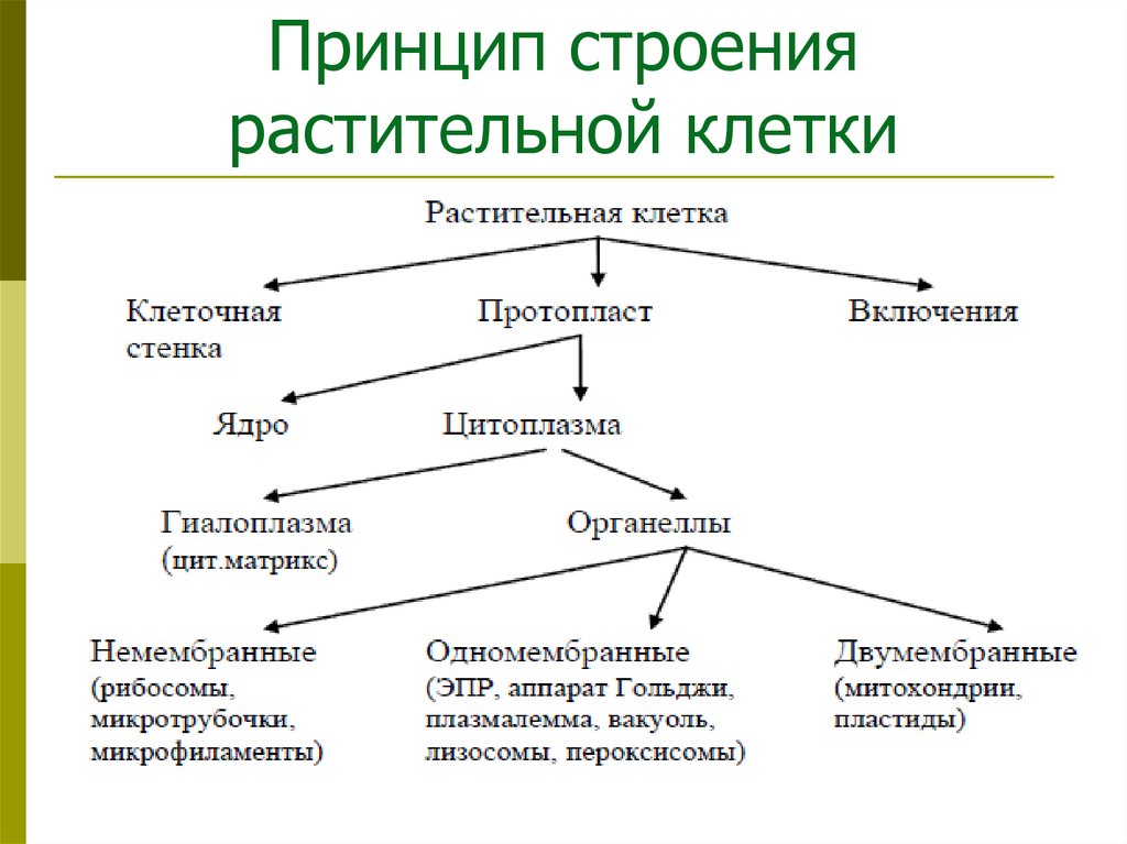 Принцип строения растительной клетки