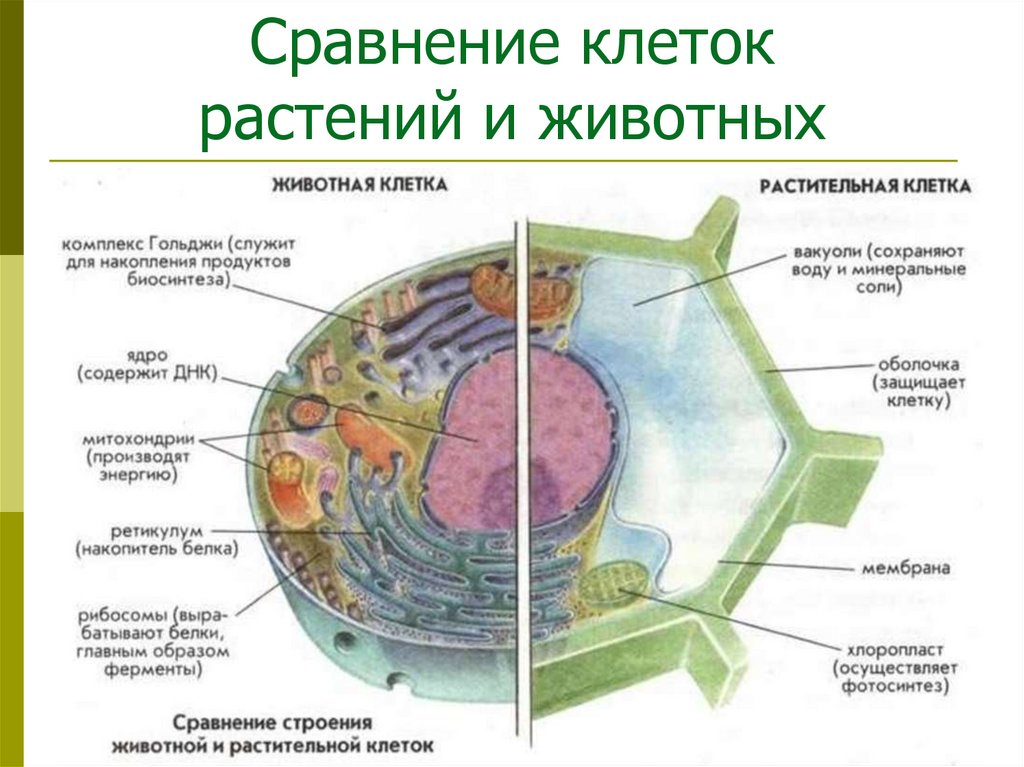 Сравнение клеток растений и животных