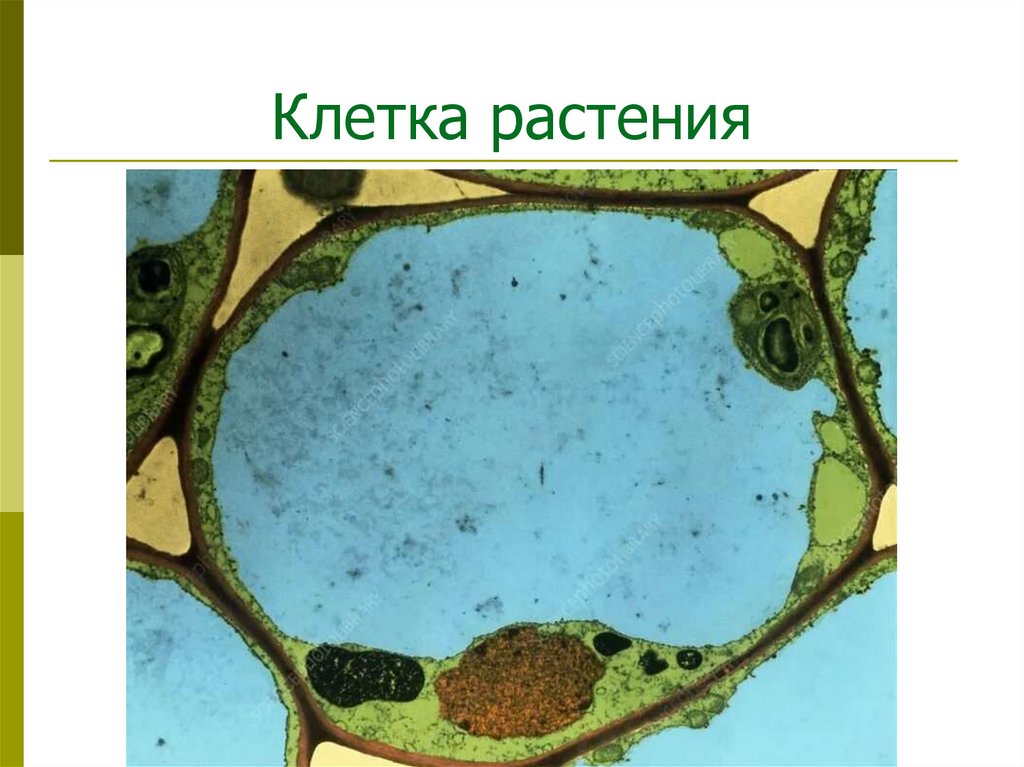 Клетка растения
