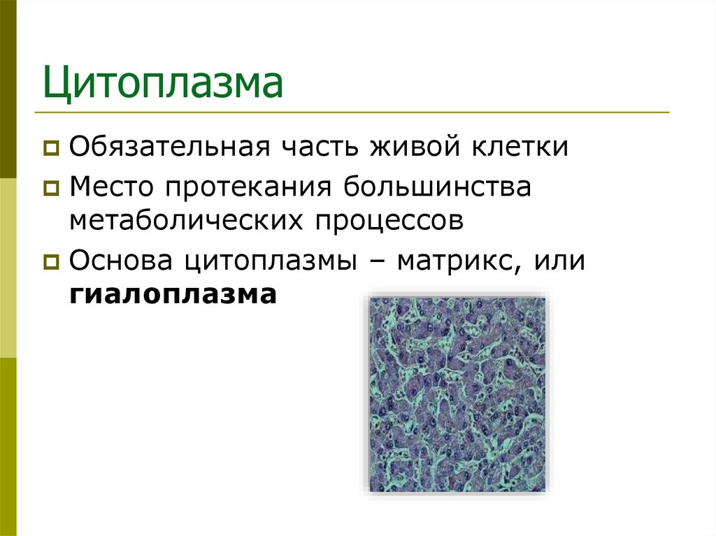 Цитоплазма