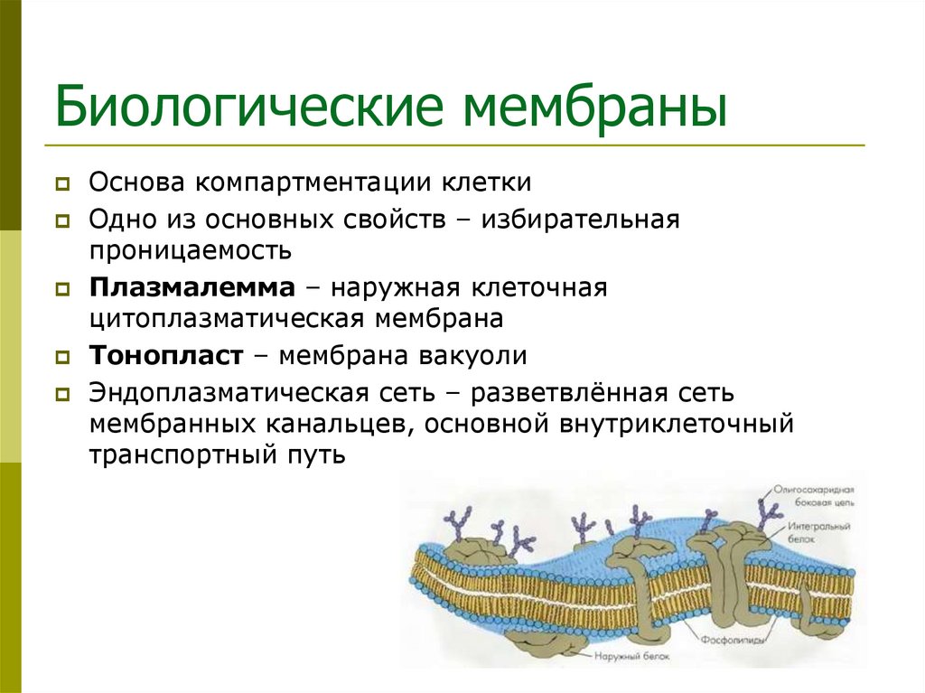 Биологические мембраны