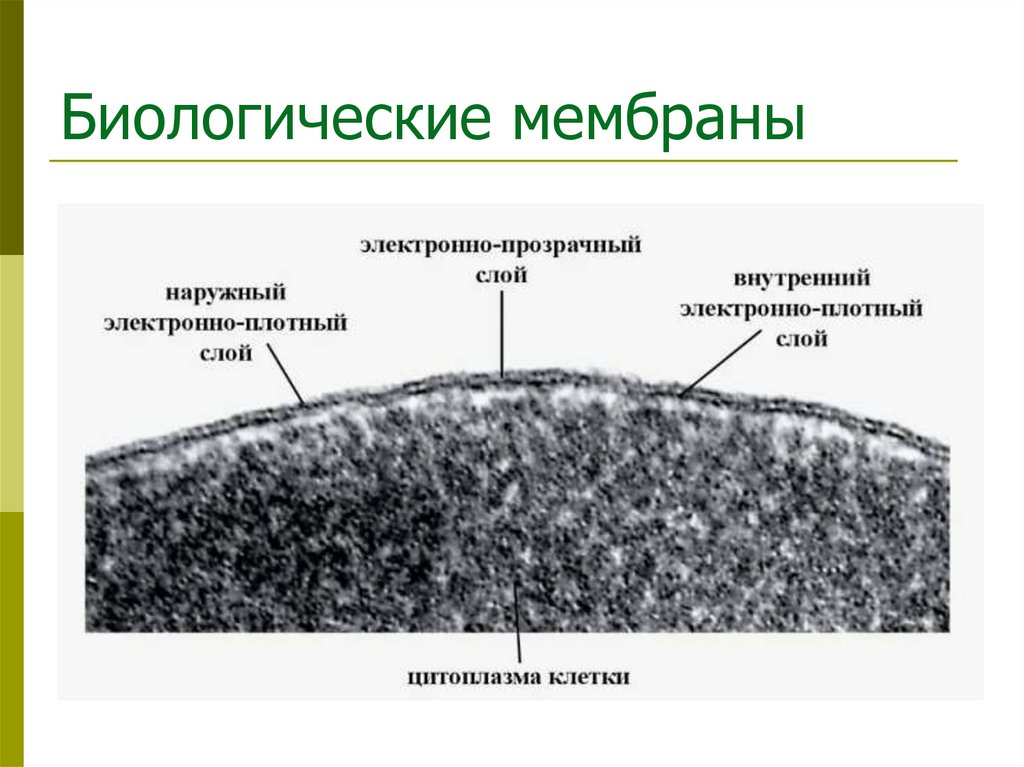 Биологические мембраны