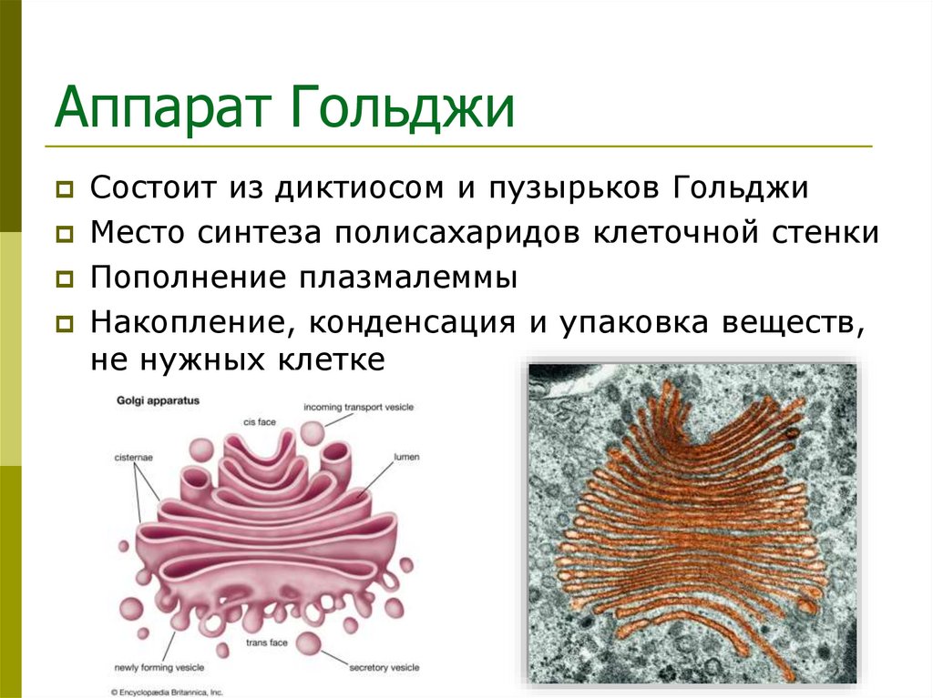 Аппарат Гольджи