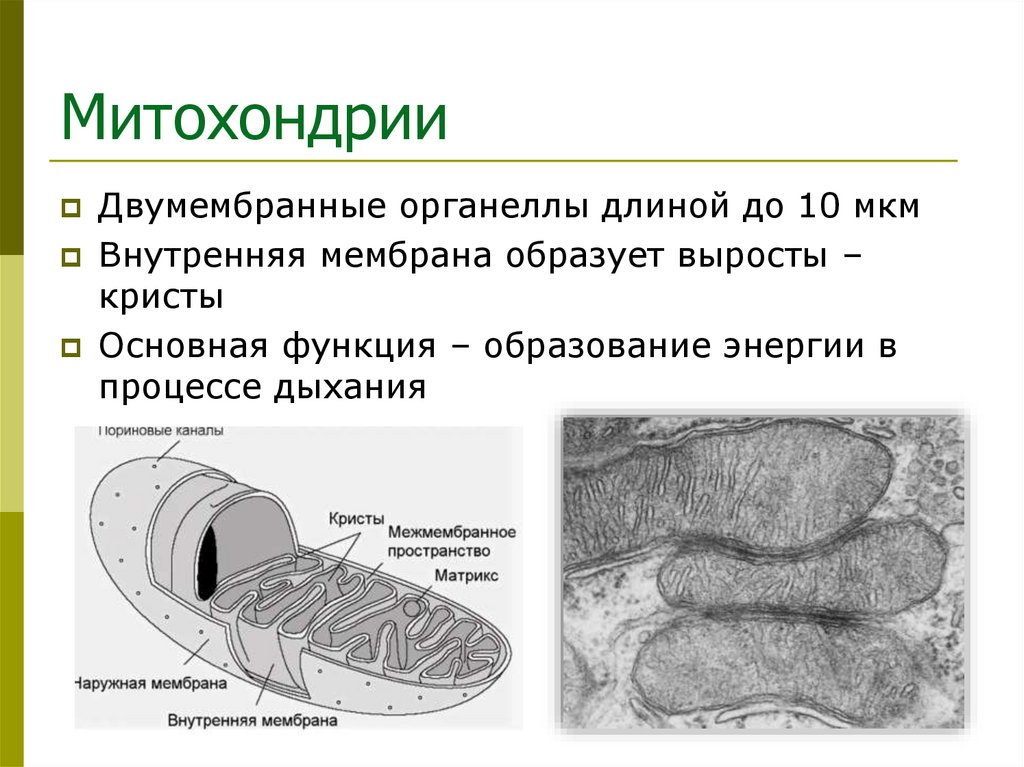 Митохондрии