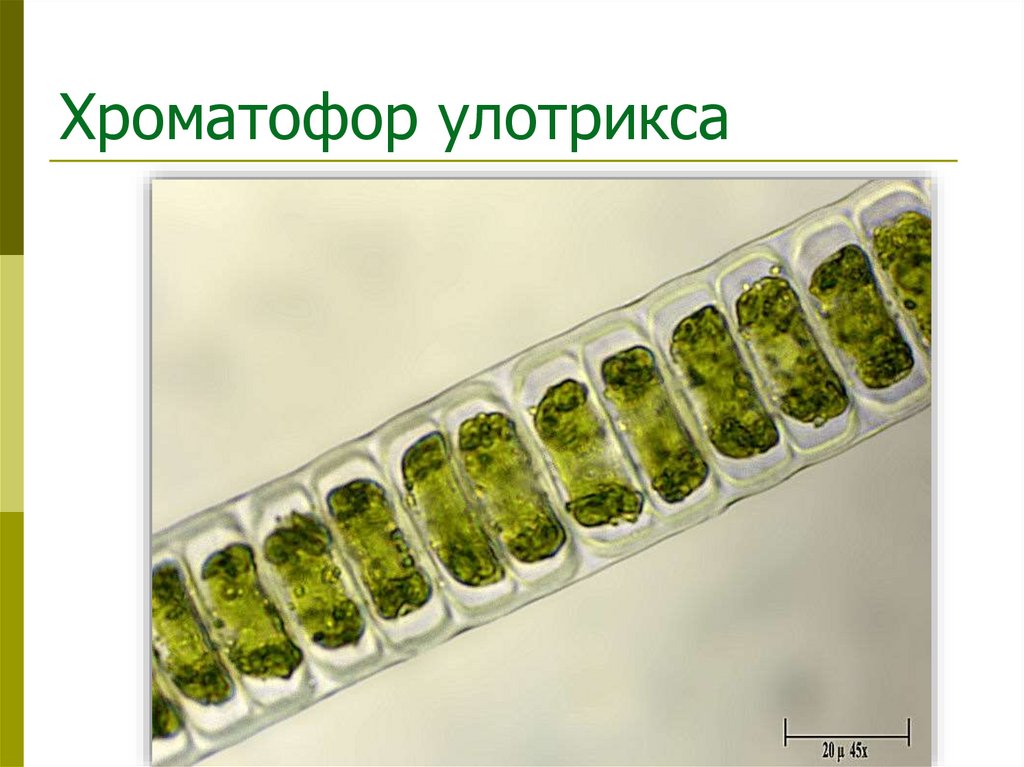 Хроматофор улотрикса