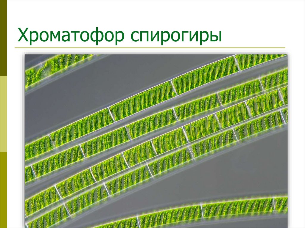 Хроматофор спирогиры