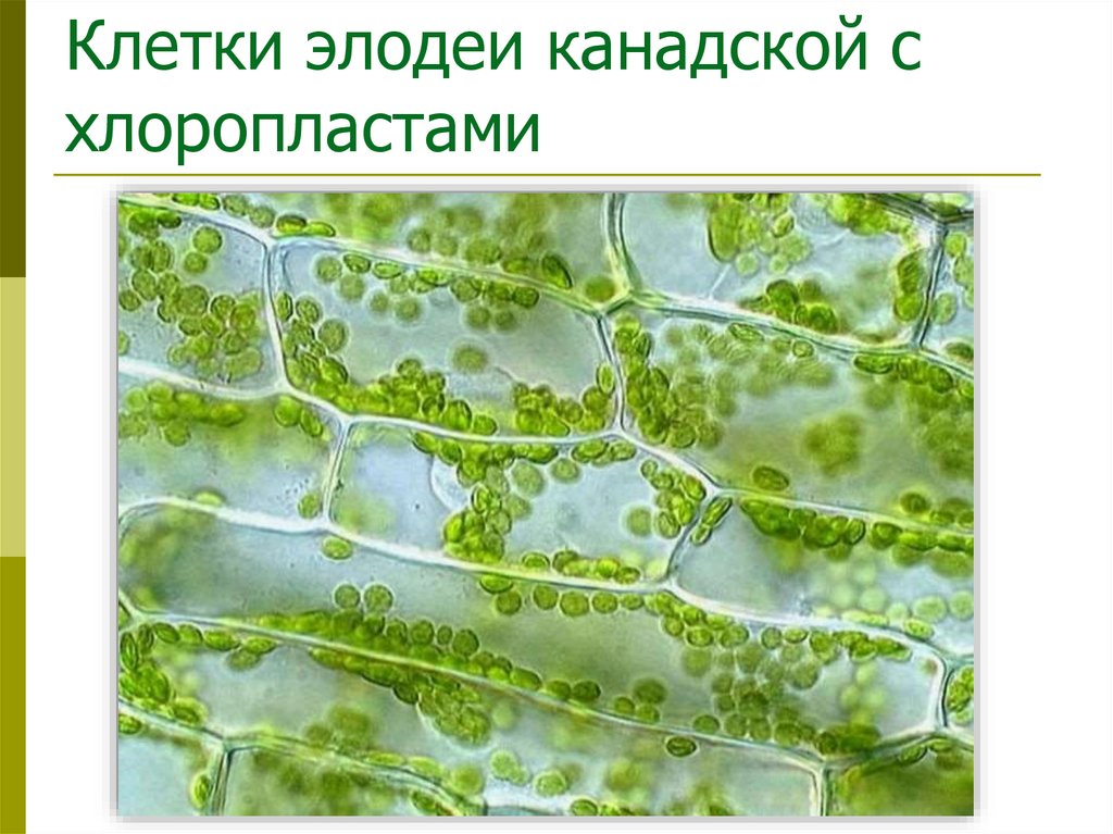 Клетки элодеи канадской с хлоропластами