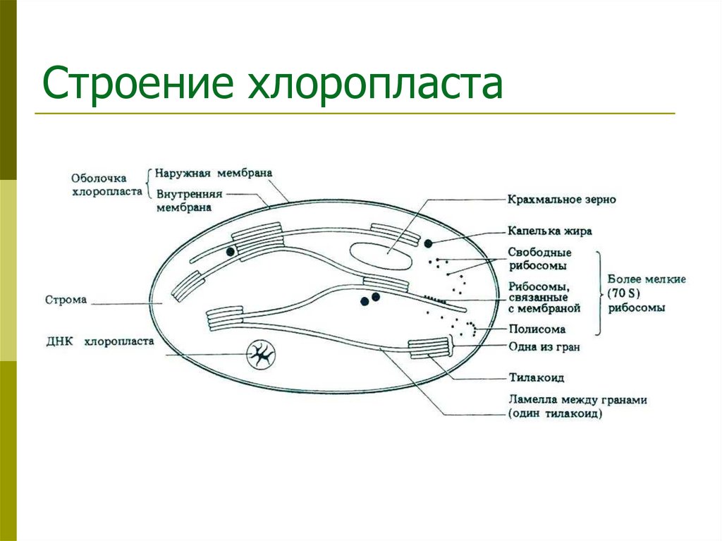 Строение хлоропласта
