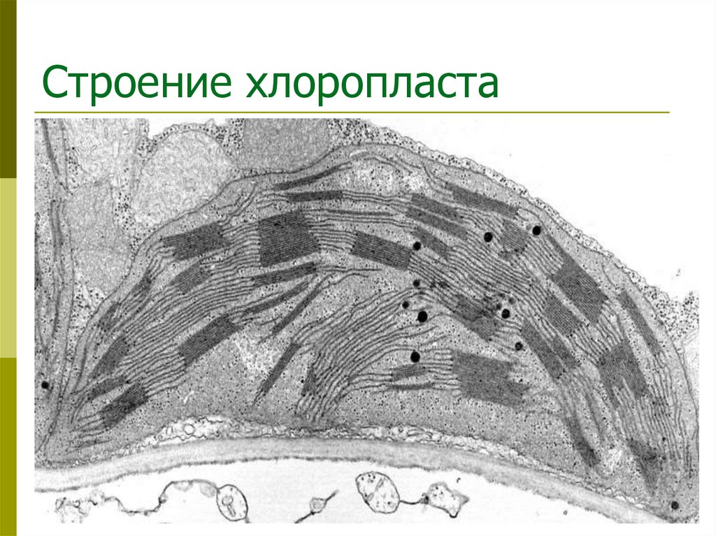 Строение хлоропласта