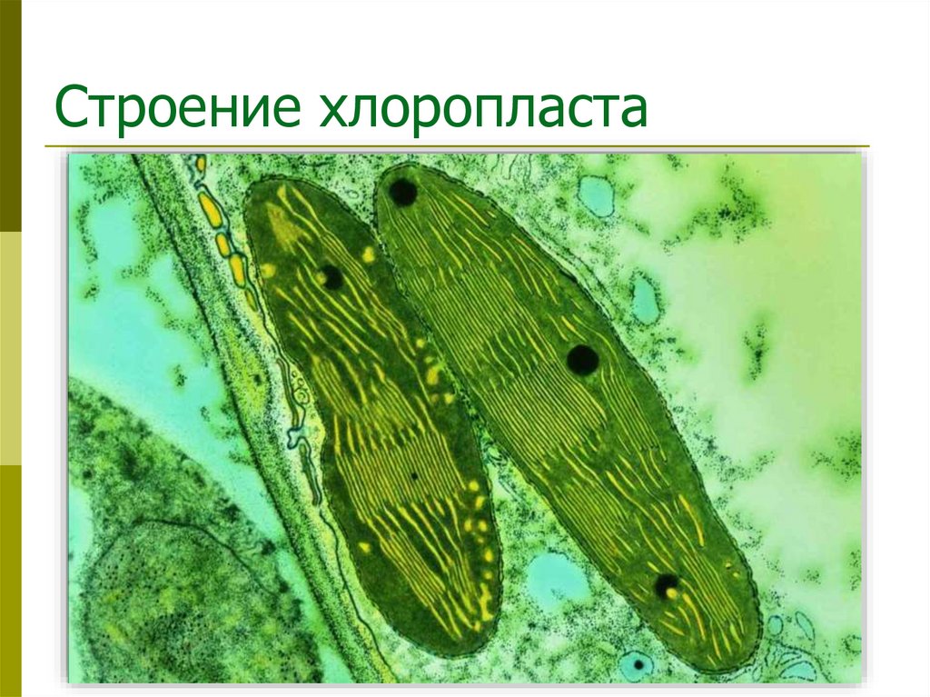 Строение хлоропласта
