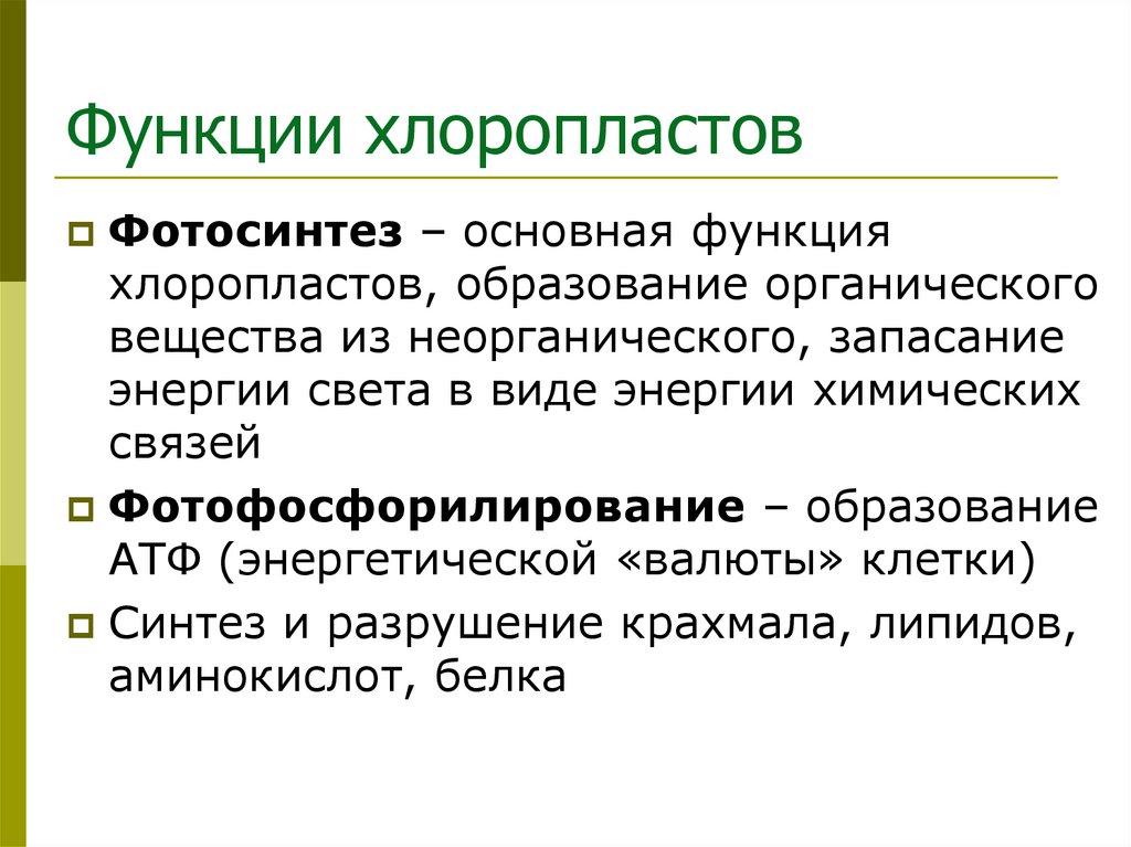 Функции хлоропластов