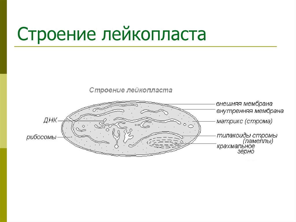 Строение лейкопласта