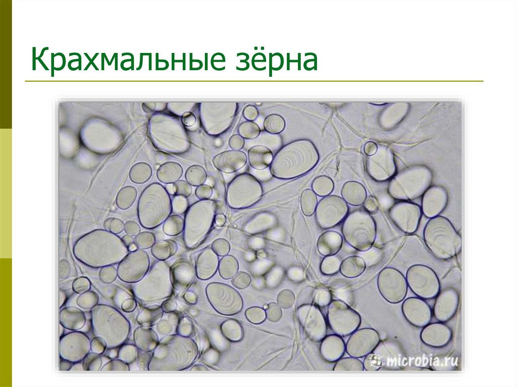 Крахмальные зёрна