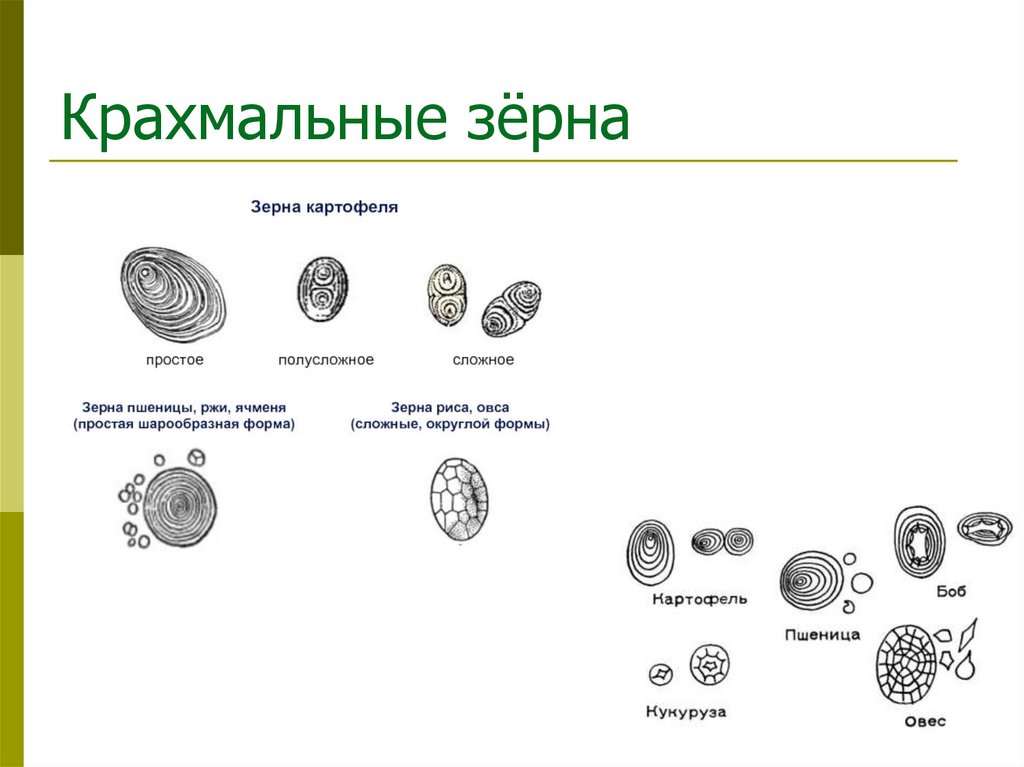 Крахмальные зёрна
