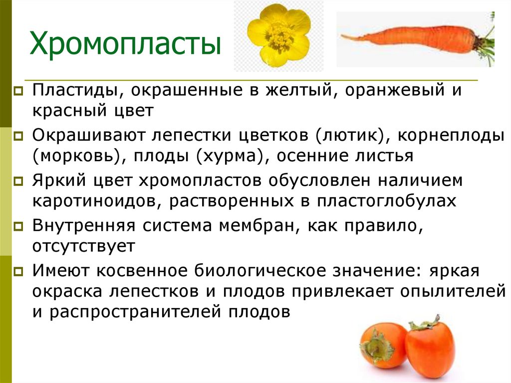 Хромопласты