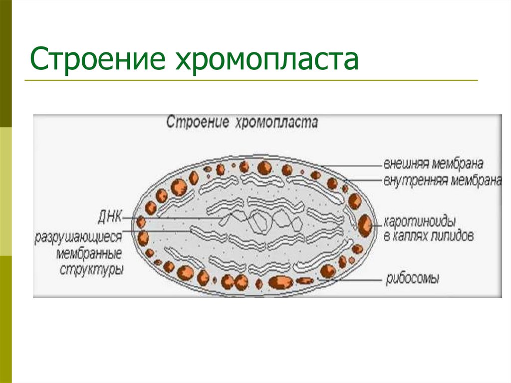 Строение хромопласта