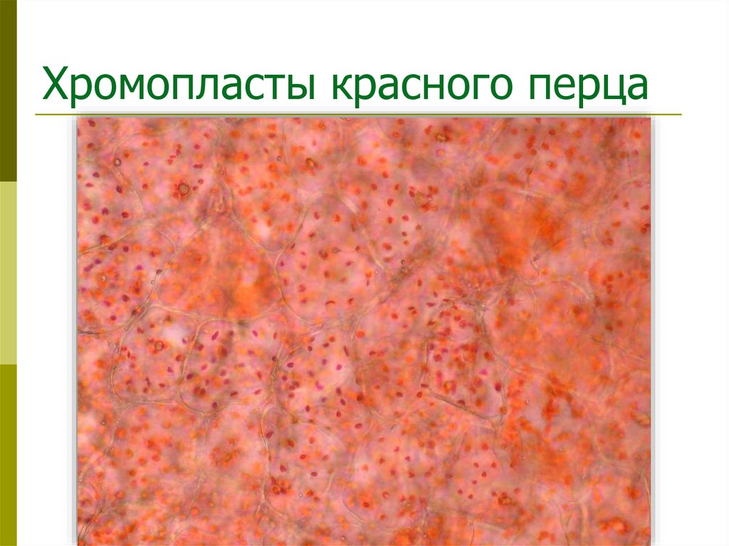 Хромопласты красного перца